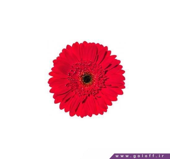 ارسال گل به صورت آنلاین - گل ژربرا مارونا - Gerbera | گل آف